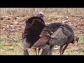 Huge Osceola Gobblers Strutting  Spring Turkey Hunting