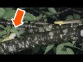 産卵前のカエルがシマヘビに襲われる瞬間