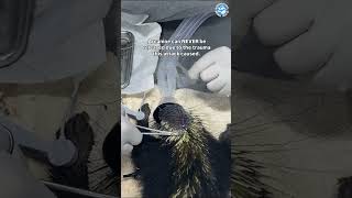We used FISH SKIN to SAVE HIS LIFE! #animals