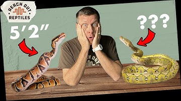 Ball Pythons VS Super Dwarfs | SIZE & WEIGHT COMPARISON