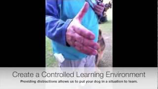 People And Dog Aggressive Gsd Group Lesson, Los Angeles