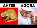 Como Os Gatos Nos Domesticaram (Por Duas Vezes!)