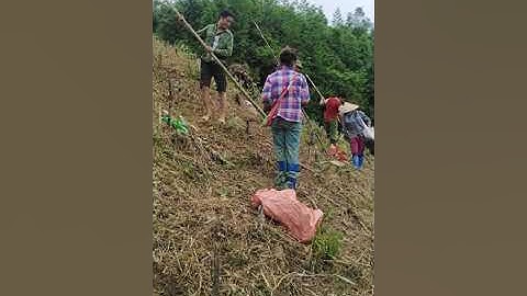 Truyền thống cấy lúa nương của người dao đỏ ở văn yên tỉnh yên bái