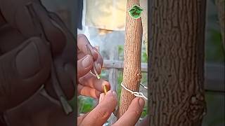 Download Lagu GRAFTING BOUGENVILLE #grafting #bougenvile #redbriza #garden MP3