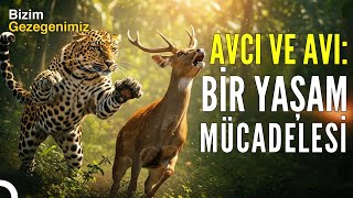Leopar Ve Avı Hayatta Kalma Savaşları Türkçe Dublaj Belgesel