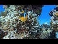 Underwater Prairie | Подводная прерия | Full HD | Israel Eilat Underwater Filming, April 2019