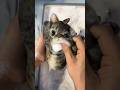 Every cat shown in movies is fake.