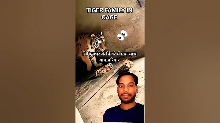 🐯Unbelievable Bond Between Tiger Mom and Cubs | Tiger family in zoo | Tiger mom and cubs #shortsfeed