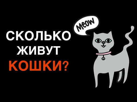 Сколько живут домашние коты и кошки?