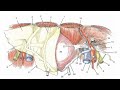 laparoscopic anatomy of the inguinal region