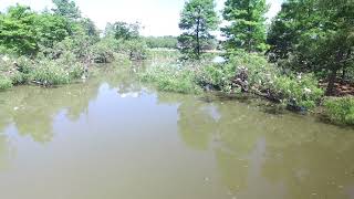 1 Drone video, egrets at Rips Rookery  2017 05 14