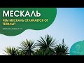 Мескаль. Гусеница в бутылке. С чем его пить и отличия от текилы.