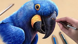 Drawing the prettiest MACAW with Pastel Pencils!
