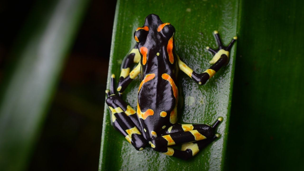 Herping Costa Rica 2023: Part 2