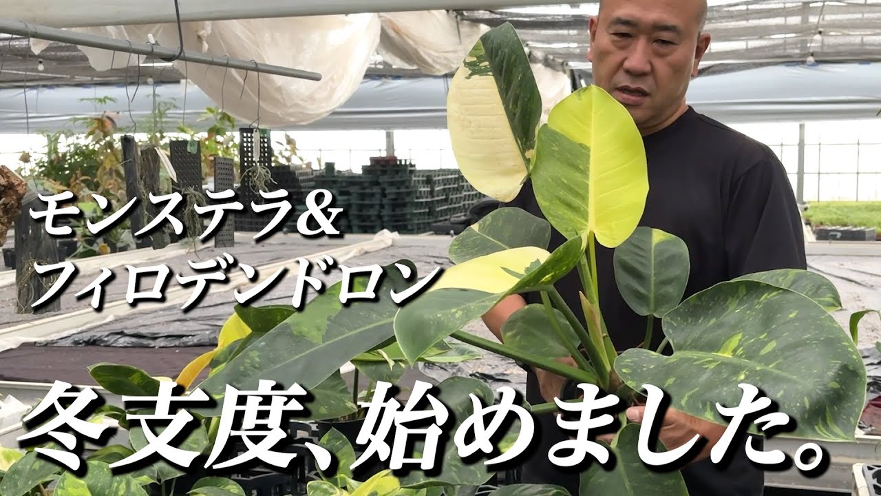 EP#012 アマゾン農場散策【秋編Part2】モンステラ&フィロデンドロン み〜んなそろそろ冬支度!!【アマゾンへ行こ〜】