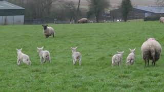 Sheep, co.Sligo (16.03.2024) I consider the offspring season officially open!