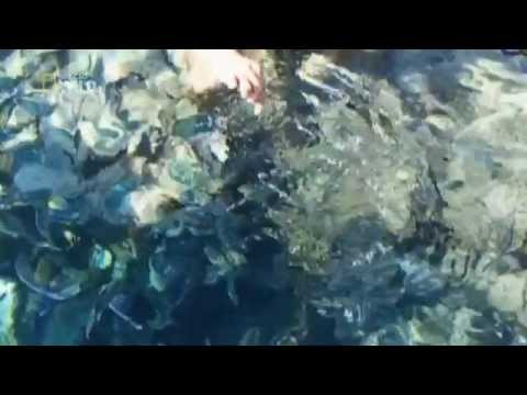 Акулы в Шарм Эль Шейхе - Нападение акул в Шарм Эль Шейхе