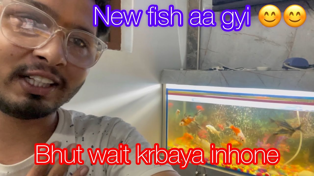 Aquarium me new fishes aa gyi YouTube