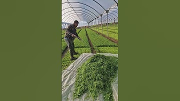 Arugula Harvesting with a Hand Scythe