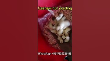 Cashew Nut Grading Machine: Precision Sorting for Quality Cashews #cashewnut #gradingmachine