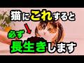 【ケチると後悔】猫にお金をかけるべきこと10選