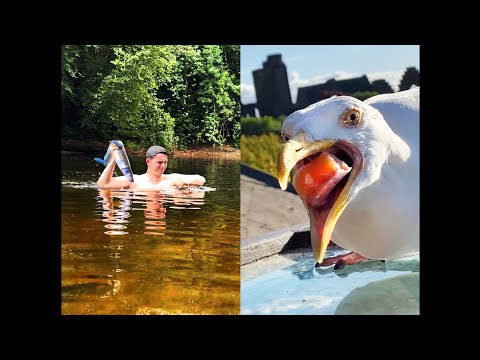 Video: Seagull At Master Key