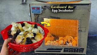 How to Make Egg incubator at Home By using Cardboard Box  - Hatch Chicks at home