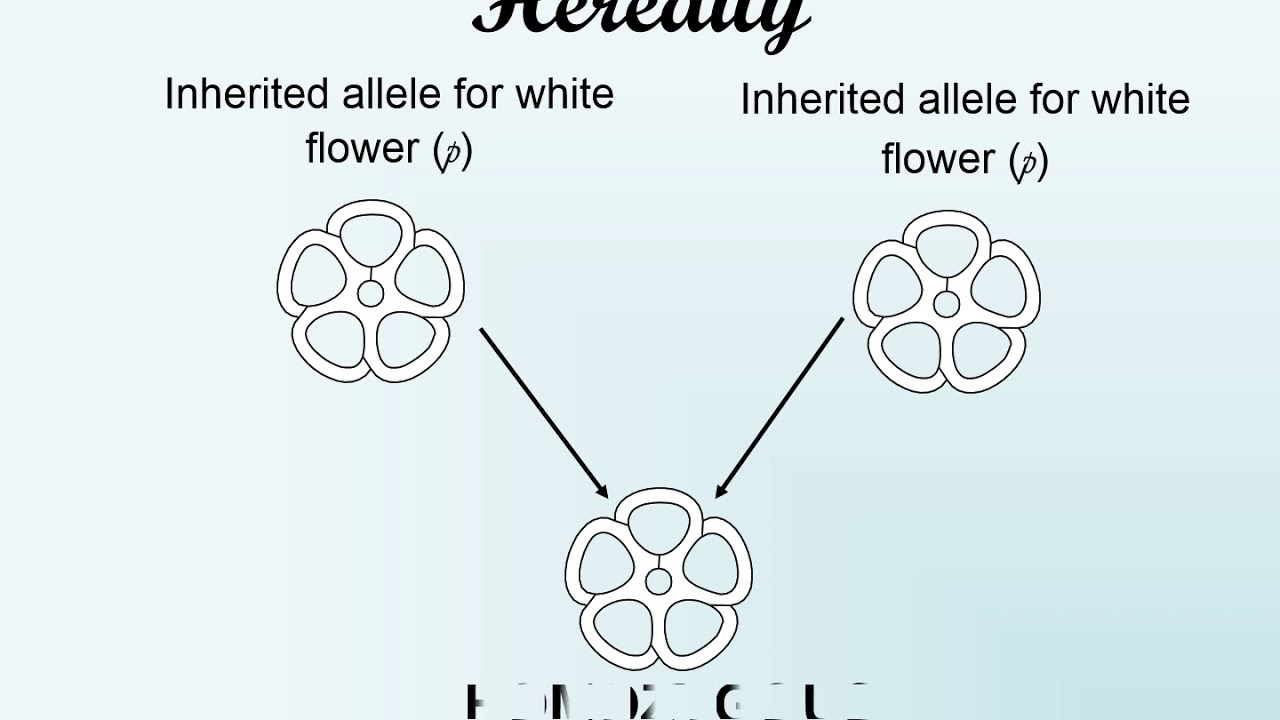 Heredity and Genetics PPT
