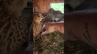 Gathering Quail Eggs - Jumbo Brown Coturnix Quail Covey - Spotted Eggs