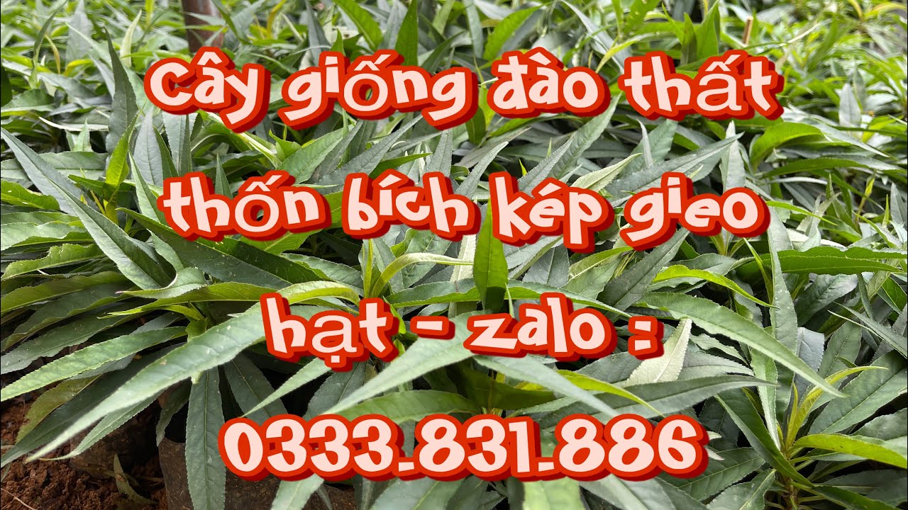 Cây giống đào thất thốn bích kép gieo hạt - zalo : 0333.831.886