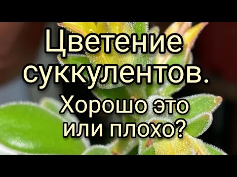 Видео: Мой суккулент цветет – что делать с цветущим суккулентом