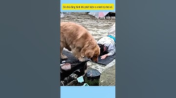 cái kết của lu láo lếu # vui cùng cún cưng