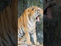 Why Tigers Have Stripes 🐅🌿 || #facts #animals @VerifexFacts