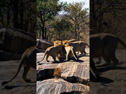 7 lions fighting