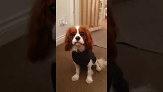 Cavaliers Are Problem Solvers Cute Funny Dog Videos
