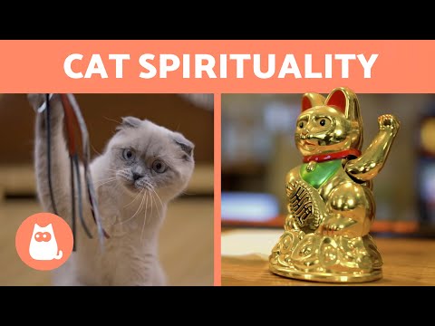 DO CATS ABSORB NEGATIVE ENERGY? 🐱 | Myth or Reality