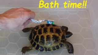 Giving our Tortoise's a bath. Cleaning your Horsefield Tortoises.