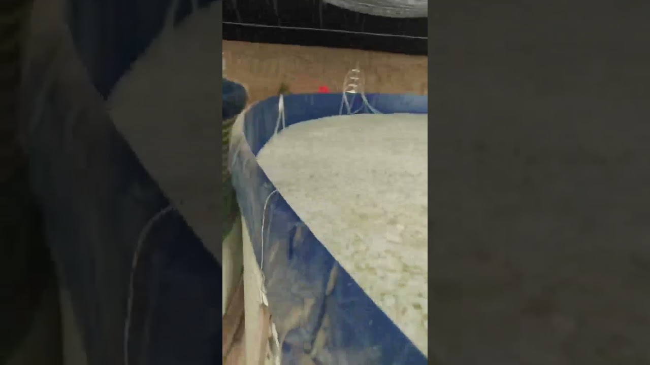 How MBBR Carrier Boosts Recirculating Fish Farming