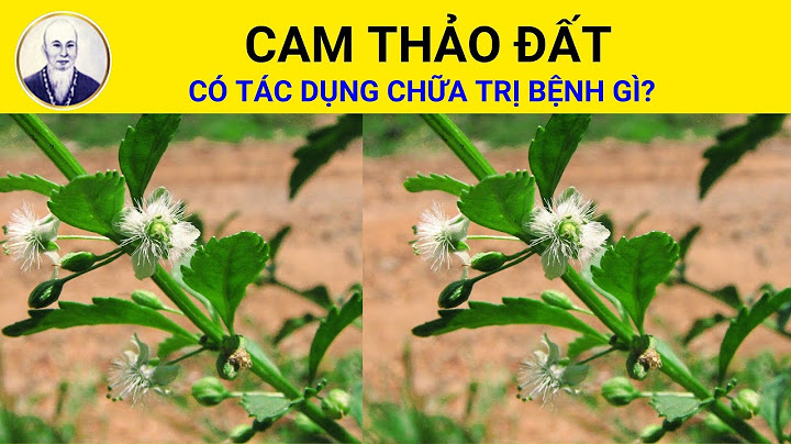 Cây cam thảo đất là cây gì năm 2024