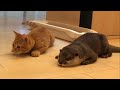 カワウソさくら 猫っぽくなってきたカワウソ Otter like a cat