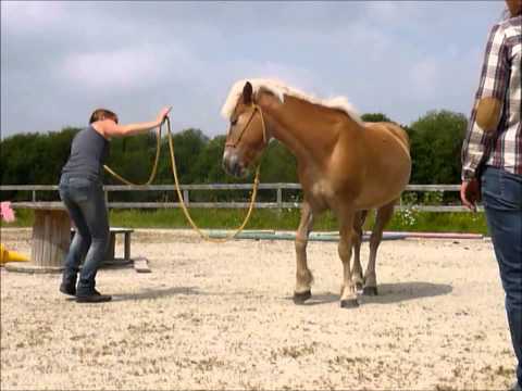 Video-thumbnail van Camping à La Ferme Equestre La Petite Ecurie
