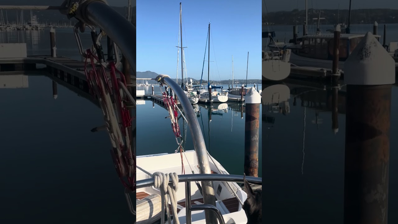 Good morning from Violet and Jonathan aboard sailing UV. #boatlife #petsofyoutube #sailing #travel