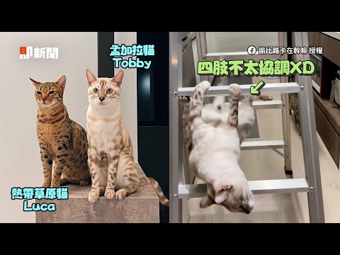 豹貓運動神經太差😹努力爬梯頻失敗「倒栽蔥」｜寵物動物｜貓咪｜搞笑