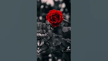 اجمل موسيقةو لحن جميل 
