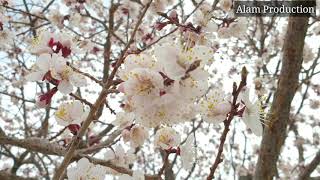 Apricot Blossom | Gilgit-Baltistan |