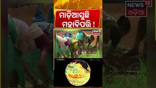 ଓଡ଼ିଶାରେ ଶୁଖିଯିବ ସବୁ ନଦୀ...El Nino Threat Looms Over India | ICAR Warns of Major Kharif Crop Loss