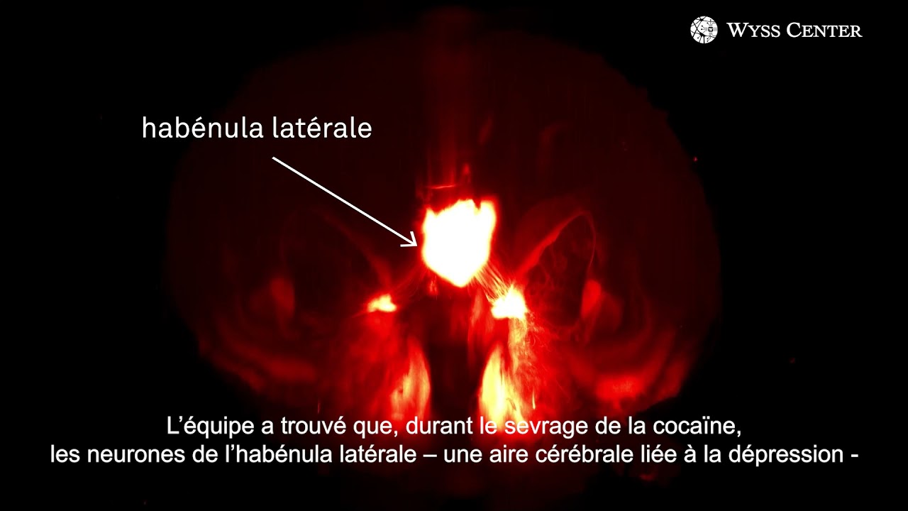 Comprendre comment le sevrage de la cocaïne affecte les circuits — free download
