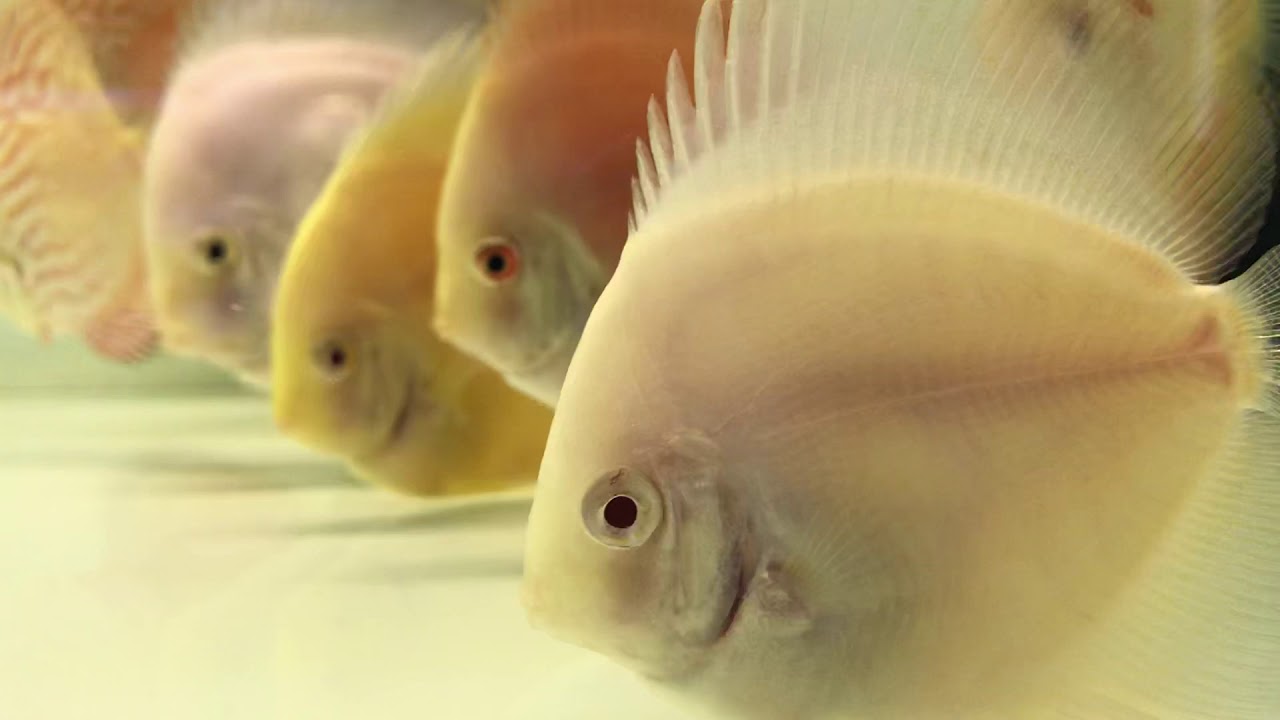 Albino White Discus YouTube