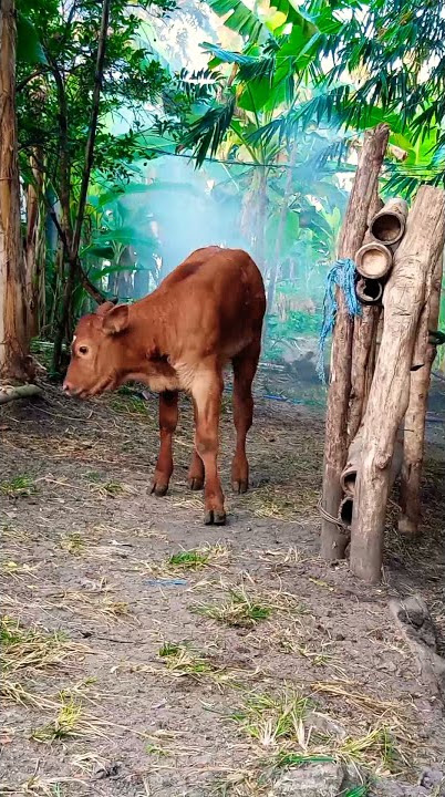 kelinci ucul at randublatung blora jawa tengah indonesiyah