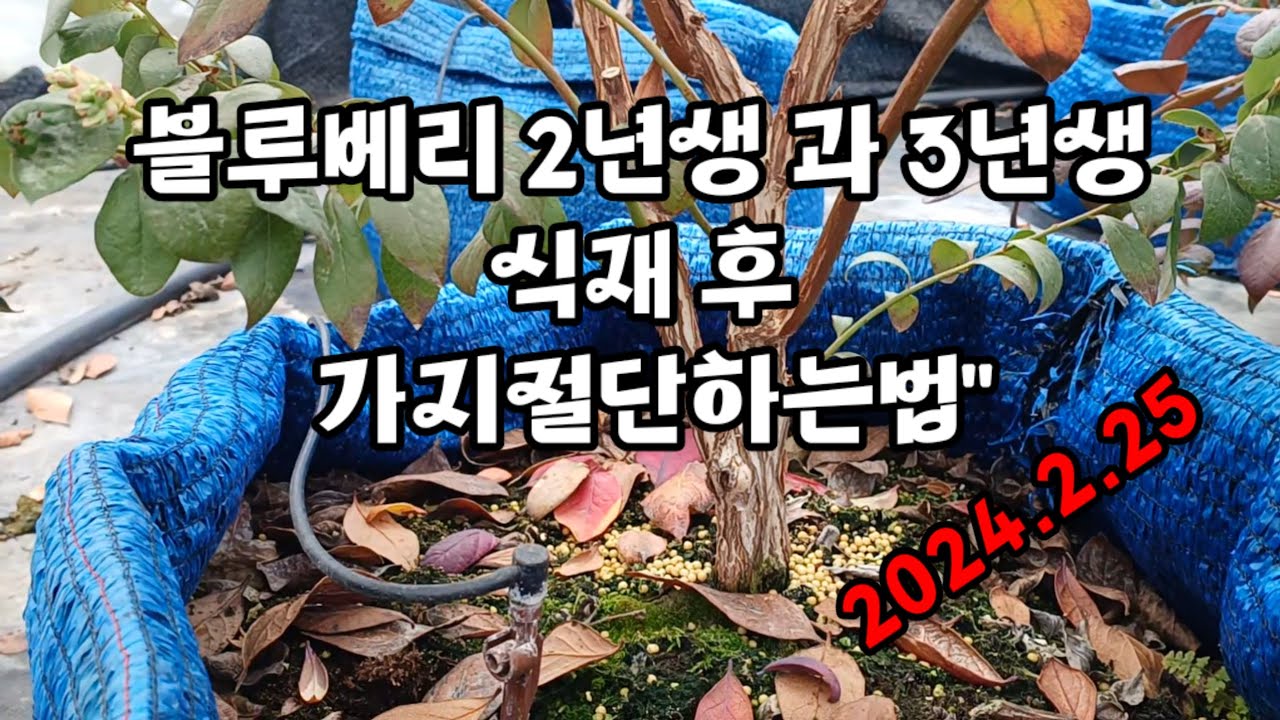 블루베리2년생3년 식재 후나무관리법#메도우락#인디고크리스프#블루베리묘목